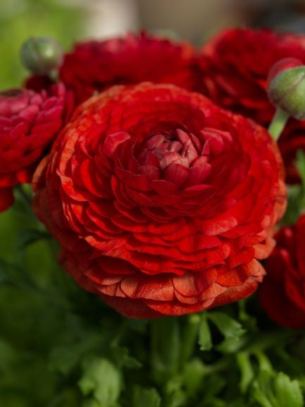 Red Ranunculus Bulbs Corms Growing Bonsai Roots Rhizomes Tubers Potted Planting Reblooming Fragrant Garden Species Blooms Flower Seeds Plant Gardening