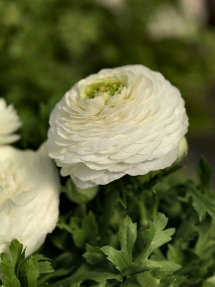 White  Ranunculus Corms Bulbs Persian Buttercup Growing Bonsai Roots Rhizomes Tubers Potted Planting Reblooming Fragrant Garden Species Blooms Flower Seeds Plant Gardening