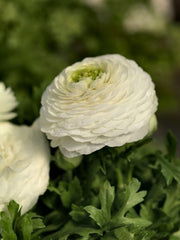 White  Ranunculus Corms Bulbs Persian Buttercup Growing Bonsai Roots Rhizomes Tubers Potted Planting Reblooming Fragrant Garden Species Blooms Flower Seeds Plant Gardening