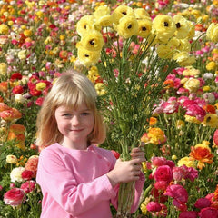 Flower Fields Collection Ranunculus Corms Bulbs Persian Buttercup Growing Bonsai Roots Rhizomes Tubers Potted Planting Reblooming Fragrant Garden Species Blooms Flower Seeds Plant Gardening