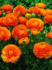 Orange Color Flower Ranunculus  Corms Bulbs Growing Bonsai Roots Rhizomes Tubers Potted Planting Reblooming Fragrant Garden Species Blooms Flower Seeds Plant Gardening