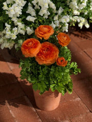 Orange Ranunculus  Corms Bulbs Growing Bonsai Roots Rhizomes Tubers Potted Planting Reblooming Fragrant Garden Species Blooms Flower Seeds Plant Gardening