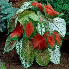 Red & White Caladium Mix
