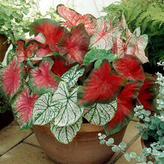 Red & White Caladium Mix