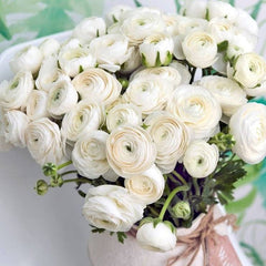 White Ranunculus Success Rio Corms Bulbs Growing Bonsai Roots Rhizomes Tubers Potted Planting Reblooming Fragrant Garden Species Blooms Flower Seeds Plant Gardening