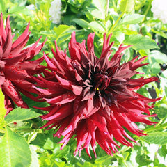 Rip City Decorative Dahlia