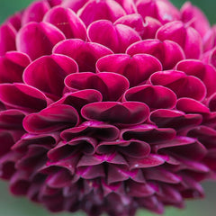 Rocco Ball Dahlia