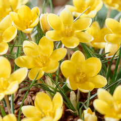 Romance Snow Crocus