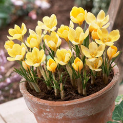 Romance Snow Crocus
