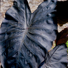 Royal Hawaiian Diamond Head Elephant Ear
