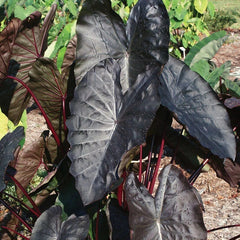 Tropicalismo Shade Bulb Collection