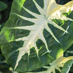 Royal Hawaiian White Lava Elephant Ear