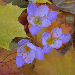 Saffron Crocus