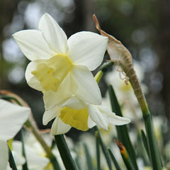 Strawberries & Cream Daffodil Collection