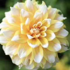 Cupcake Dinner Plate Dahlia Collection