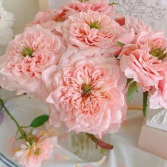 Mikoto Rose Seeds