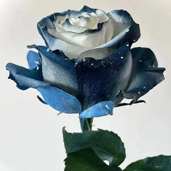 Ecuadorian Rose - Galaxy Seeds