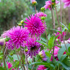 Rainbow Dahlia Collection