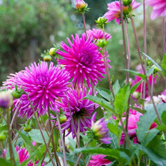 Purple Gem Cactus Dahlia