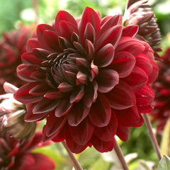 Karma Choc Semi Dinner Plate Dahlia