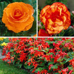 Shade Porch Hummingbird Begonia Collection