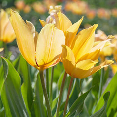 Shogun Wild Tulip