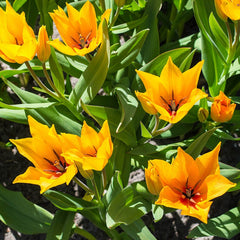 Naturalizing Tulip & Daffodil Bulb Collection