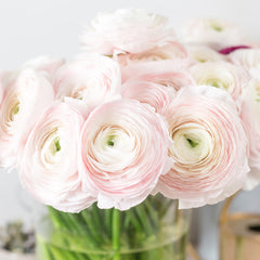 Violet Ranunculus Corms Bulbs Persian Buttercup Growing Bonsai Roots Rhizomes Tubers Potted Planting Reblooming Fragrant Garden Species Blooms Flower Seeds Plant Gardening