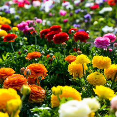 Rainbow Mix Ranunculus Corms Bulbs Persian Buttercup Growing Bonsai Roots Rhizomes Tubers Potted Planting Reblooming Fragrant Garden Species Blooms Flower Seeds Plant Gardening