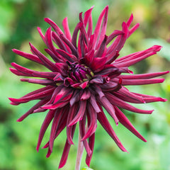 Nuit D'ete Dahlia Bulbs Perennial Growing Bonsai Roots Rhizomes Corms Tubers Potted Planting Reblooming Fragrant Garden Species Blooms Flower Seeds Plant Gardening