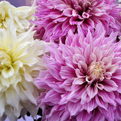 Pink Champagne Collection Dahlia Bulbs Perennial Growing Bonsai Roots Rhizomes Corms Tubers Potted Planting Reblooming Fragrant Garden Species Blooms Flower Seeds Plant Gardening