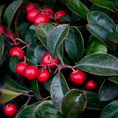 American Wintergreen