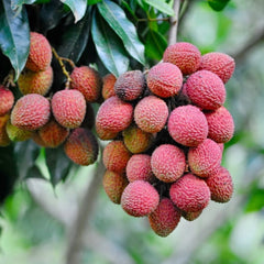 Mauritius Lychee