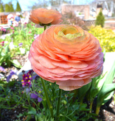 Salmon Ranunculus Corms Bulbs Persian Buttercup Growing Bonsai Roots Rhizomes Tubers Potted Planting Reblooming Fragrant Garden Species Blooms Flower Seeds Plant Gardening