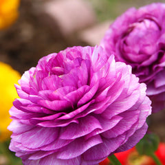 Purple Ranunculus Bulbs Corms Growing Bonsai Roots Rhizomes Tubers Potted Planting Reblooming Fragrant Garden Species Blooms Flower Seeds Plant Gardening
