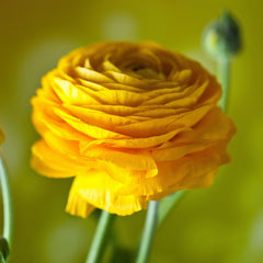 Tropical Sunset Collection Ranunculus Corms Bulbs Persian Buttercup Growing Bonsai Roots Rhizomes Tubers Potted Planting Reblooming Fragrant Garden Species Blooms Flower Seeds Plant Gardening