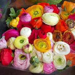 Flower Fields Collection Ranunculus Corms Bulbs Persian Buttercup Growing Bonsai Roots Rhizomes Tubers Potted Planting Reblooming Fragrant Garden Species Blooms Flower Seeds Plant Gardening