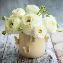 White Ranunculus Corms Bulbs Persian Buttercup Growing Bonsai Roots Rhizomes Tubers Potted Planting Reblooming Fragrant Garden Species Blooms Flower Seeds Plant Gardening