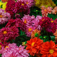 Petite Container Mix Dahlia Bulbs Perennial Growing Bonsai Roots Rhizomes Corms Tubers Potted Planting Reblooming Fragrant Garden Species Blooms Flower Seeds Plant Gardening - Seedsplant