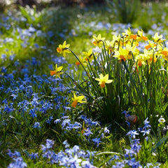 Siberian Squill