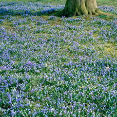 Siberian Squill