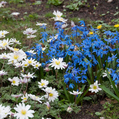 Siberian Squill