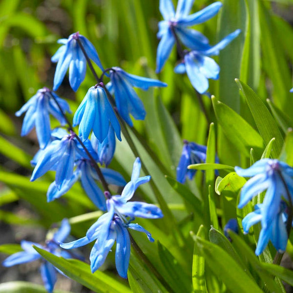 Siberian Squill