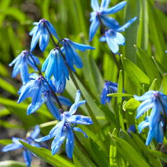 Siberian Squill