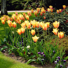Blushing Beauty Single Late Tulip