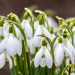 Early Riser Naturalizing Bulb Collection