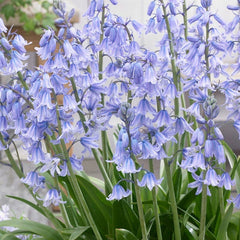 Blue River Bulb Collection