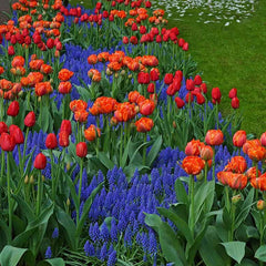Queensday Tulip