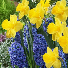 Spring Has Sprung Mix
