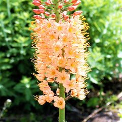 Eremurus - Shelford Hybrid Mix